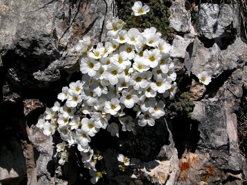 Sassifraga del Monte Tombea (Saxifraga tombeanensis)